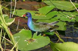 Purple gallinule