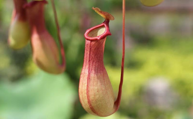 Pitcher Plant