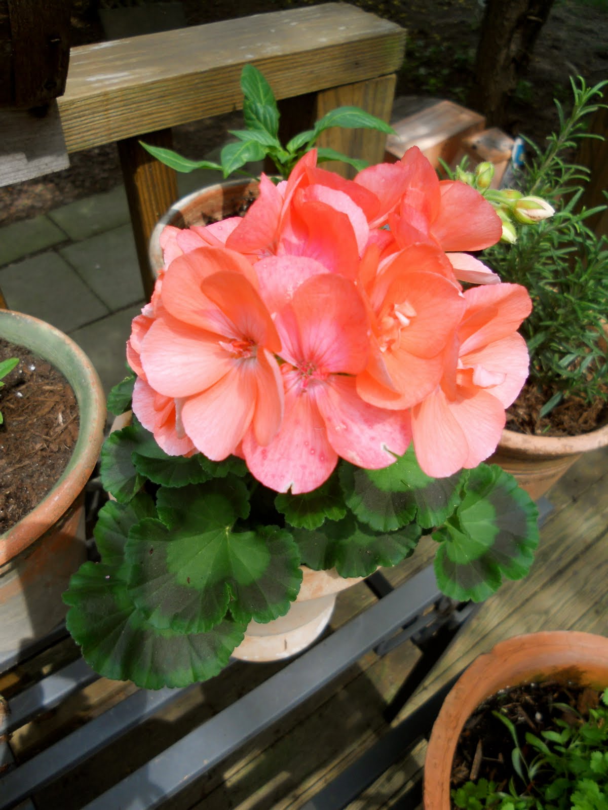 Salmon geranium