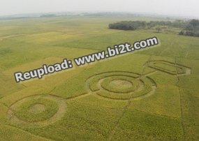 Foto Crop Circle di Cikarang BEkasi Jawa Barat Mei 2011