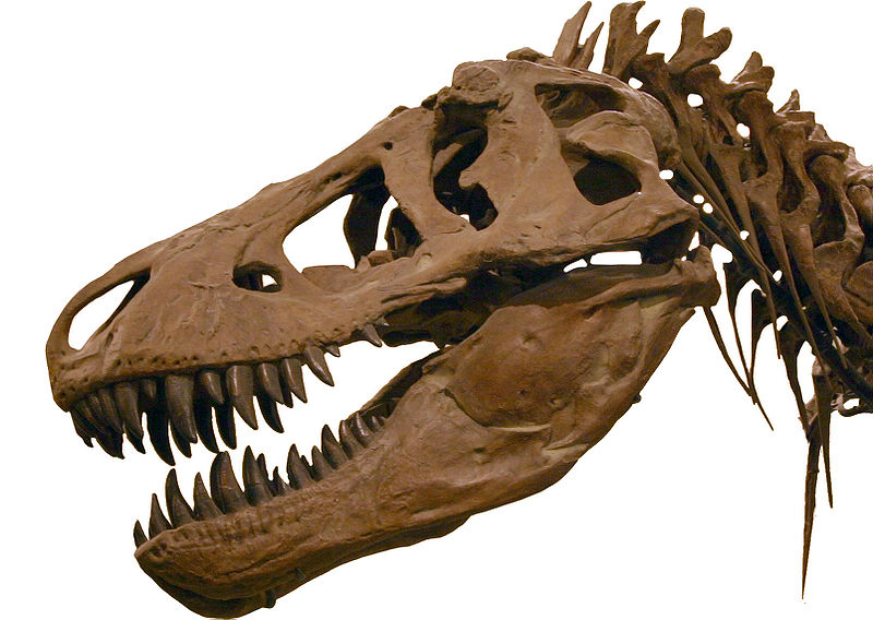 BIODIVERSIDAD: DINOSAURIOS