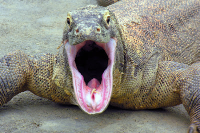 komodo dragon mouth