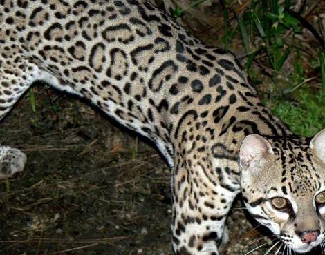 fully grown ocelot