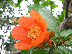 pomegranate japan zakuro seasons round peculiar plant japanese
