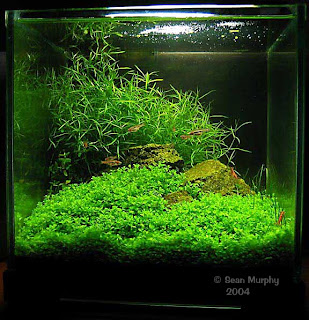 Basic Aquascaping Principles and Technique