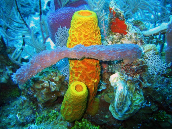 external image sponges_1.jpg