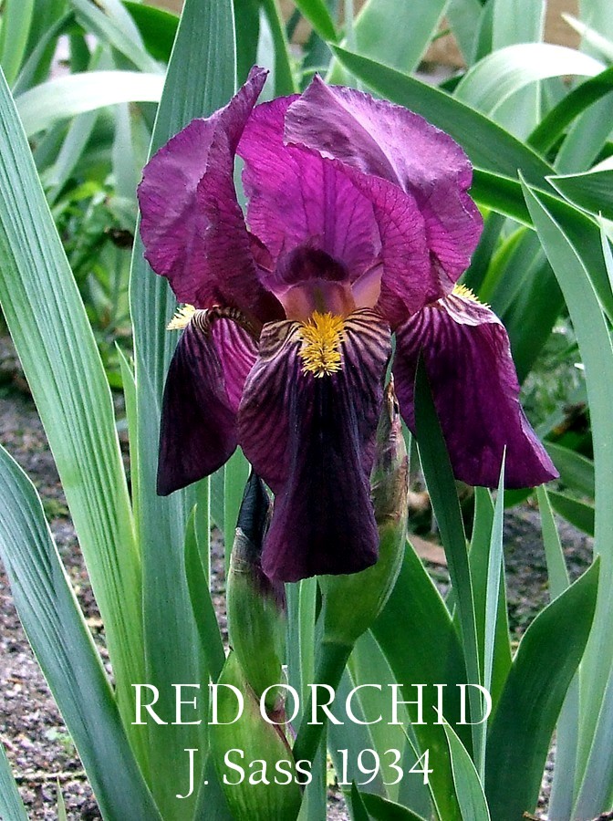 Heirloom Intermediate Bearded Iris "RED ORCHID" HERITAGE IRISES