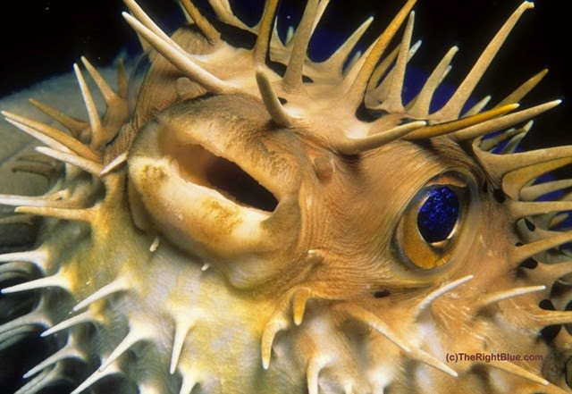 Spiny Balloonfish (Diodon holocanthus) Spiny Balloonfish (Diodon holocanthus)