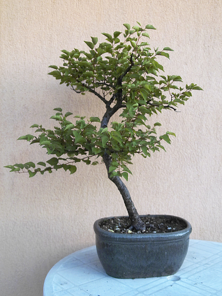 Bonsai smokie Sárgabarack (Prunus armeniaca) fejlődése