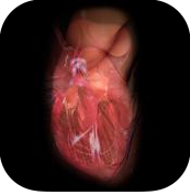 Free Technology for Teachers: How the Human Heart Works - A Video, an  Animation, and an App