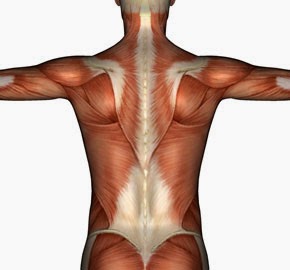 Укрепление мышц спины