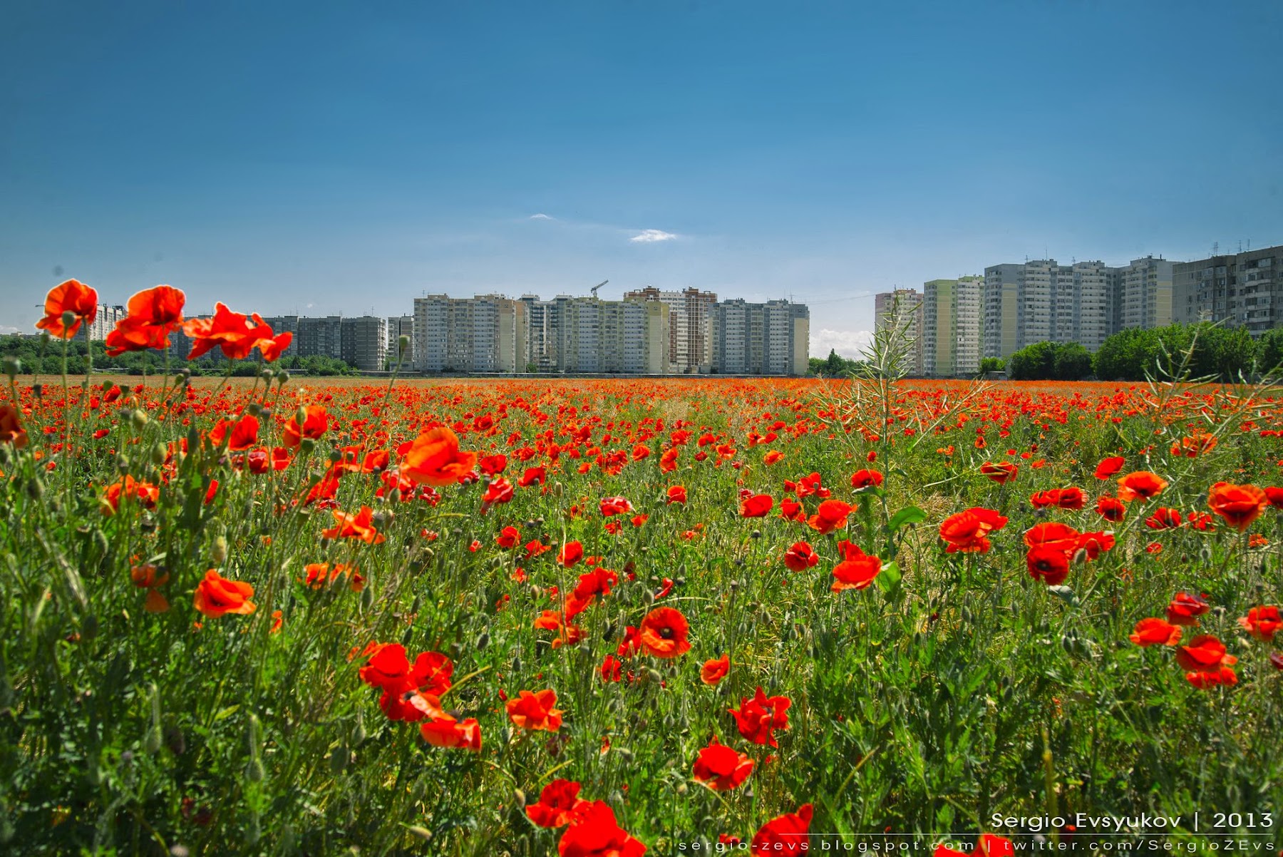 Картинки по запросу поле маков