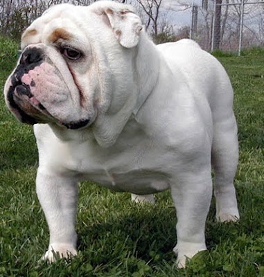 English Bulldog