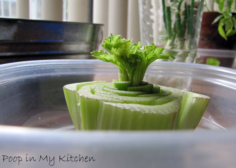 Poop in My Kitchen Growing Celery from Celery, Weeks 13