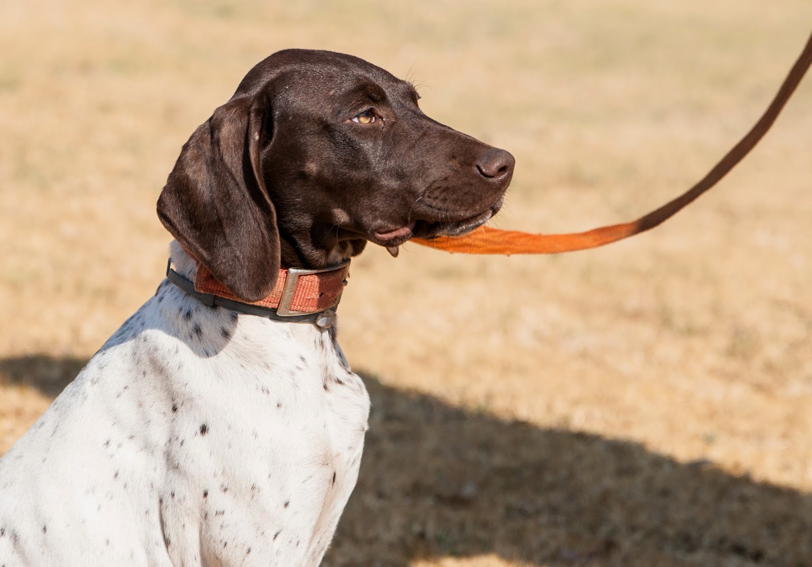 Matotoland Kennel New Generation GSP's. HPR Breed & Hunting Dogs July 2014