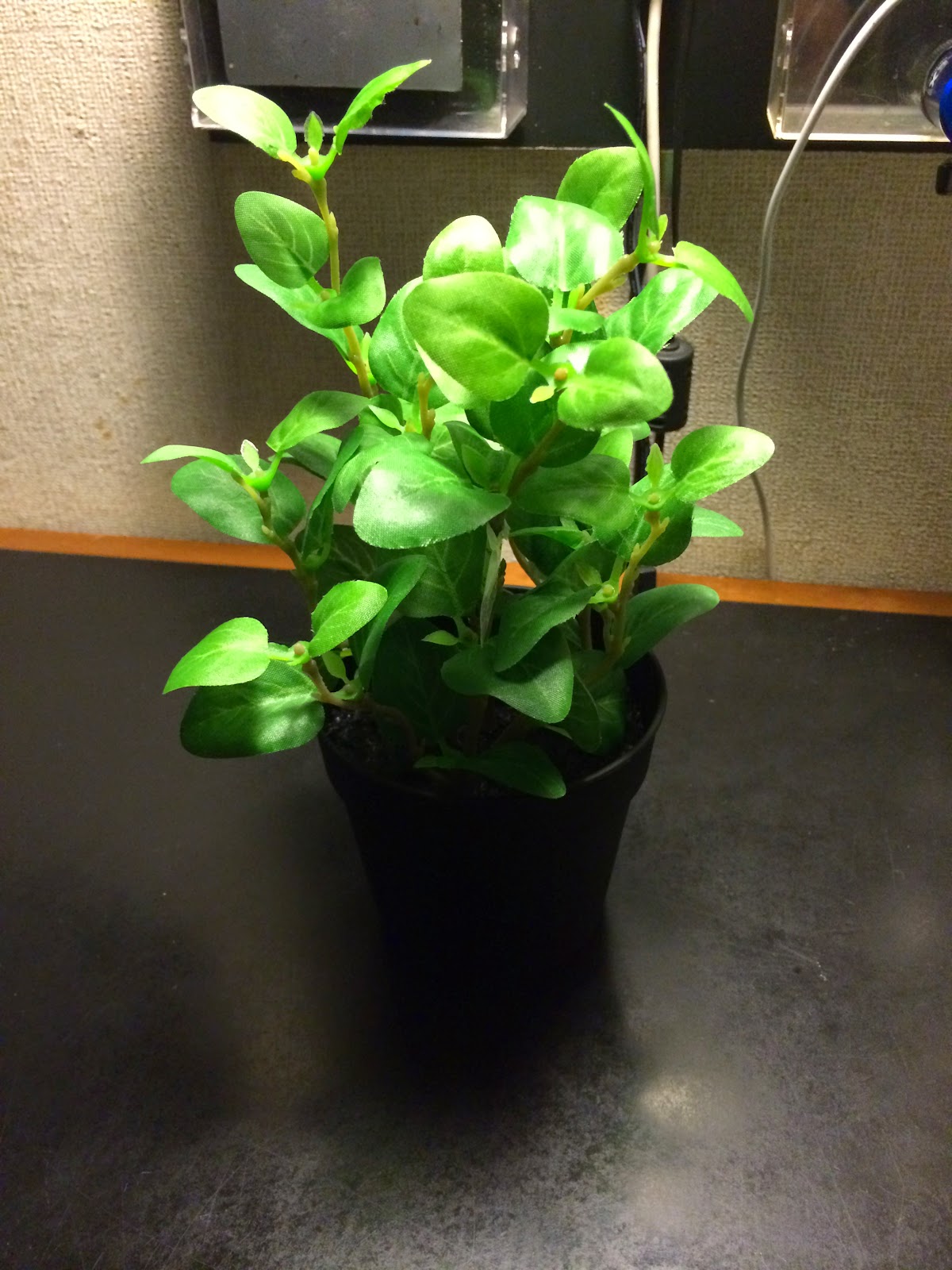 Walker Ikea 人工観葉植物 購入