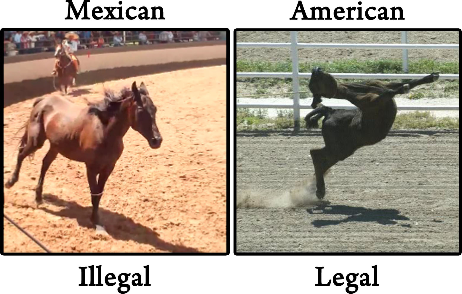 Animal Cruelty Quotes Stunning The Truth About Horse Tripping In The U.s. Animal Activist Quotes Animal Cruelty Quotes Impressive The Truth About Horse Tripping In The U.s. Animal Activist Quotes