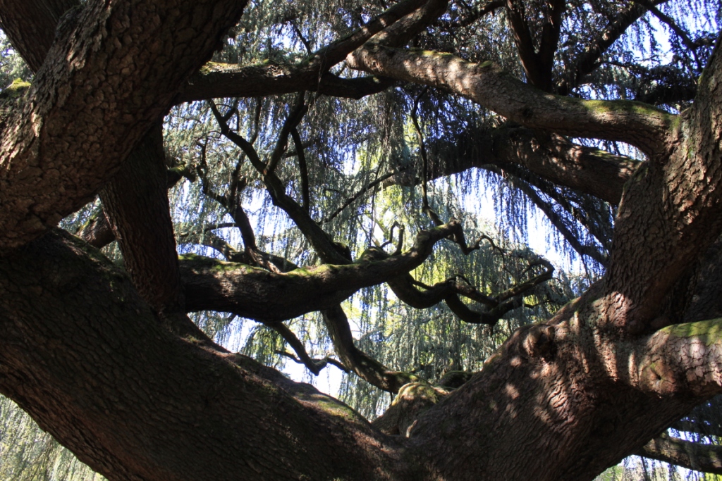 Arboretum de la Vallée aux Loups