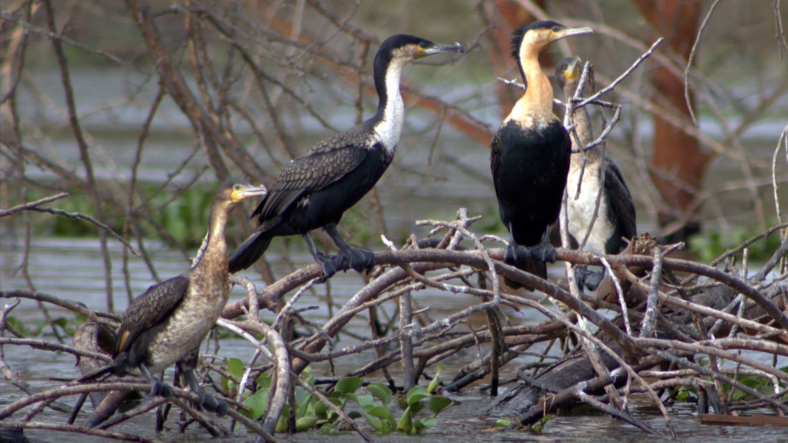 Something About Everything Kenya Birds