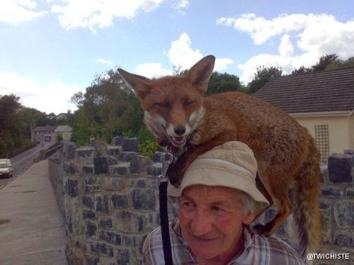 19 mascotas que pueden que sea ilegal tenerlas