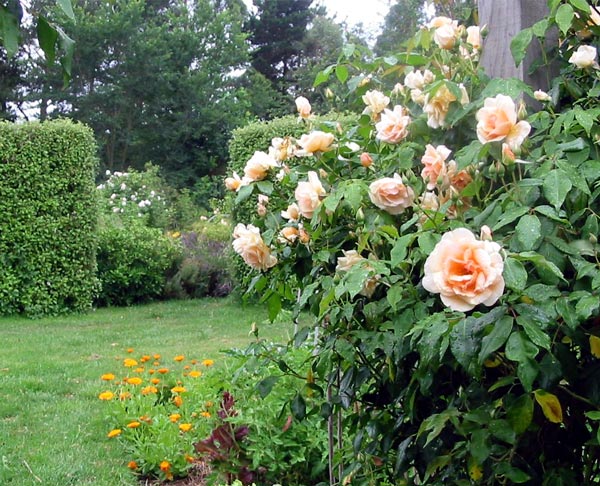 The 'Garden Of Rose',