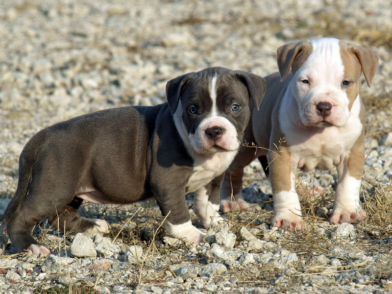 cute puppy dogs pitbull puppies
