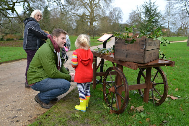 Tin Box Tot looks at holly and ivy in an old market cart at Mottisfont Abbey