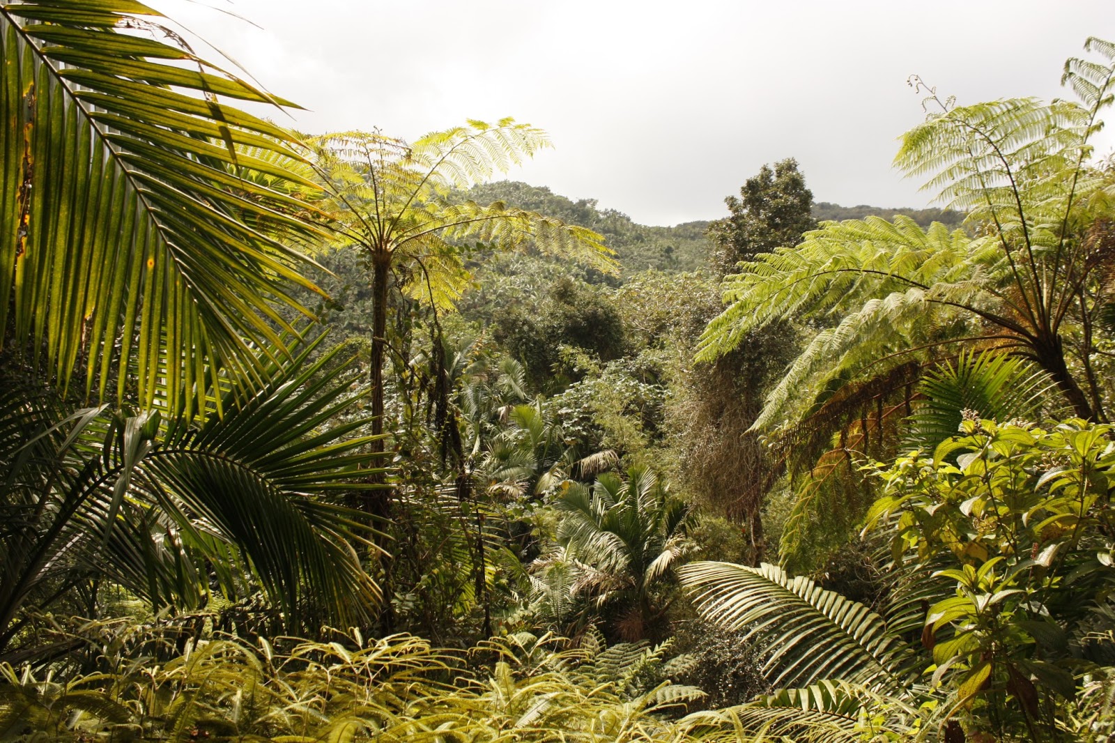 DC Scorpio Blog El Yunque Rain Forest, Puerto Rico