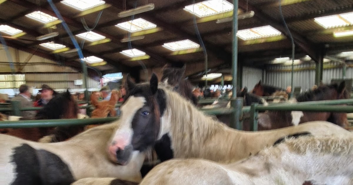 SWEP Welfare Callout Blog Hallworthy Market Moorland Pony Sale