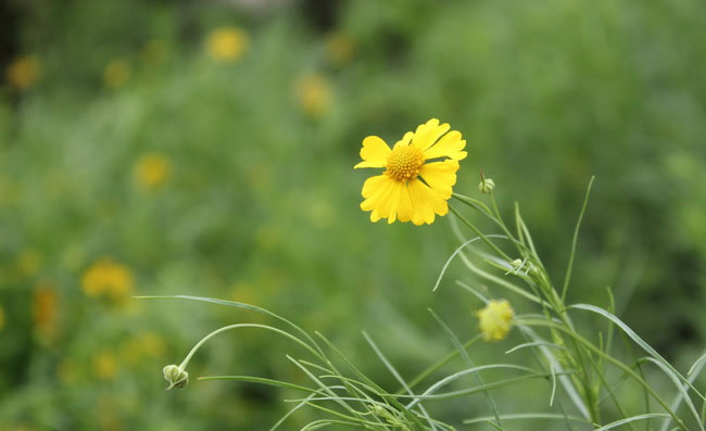 Helenium Amarum Flowers