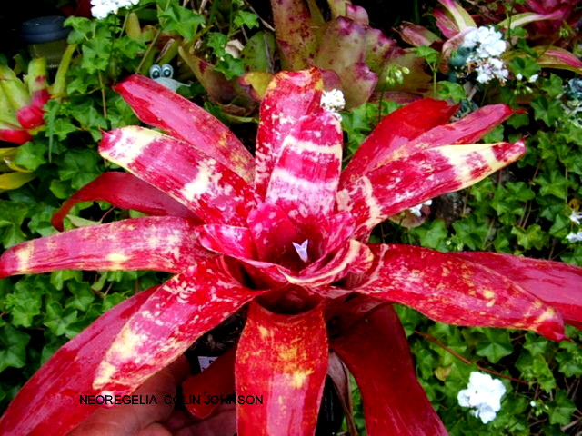 Neoregelia Colin Johnson