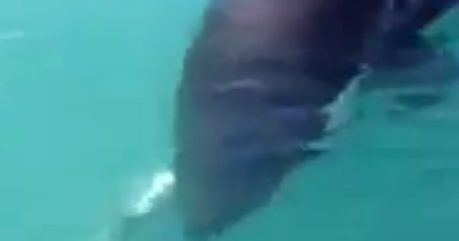 giant squid attacks fishing boat international fishing news alaska killer whale attacks giant squid attacks fishing boat international fishing news alaska killer whale attacks