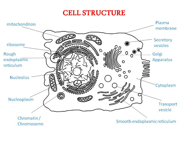 Cell Structures Cell+Structures