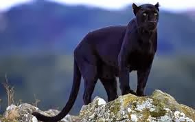 ANIMAL ZONE: Facts and Appearance of Panther