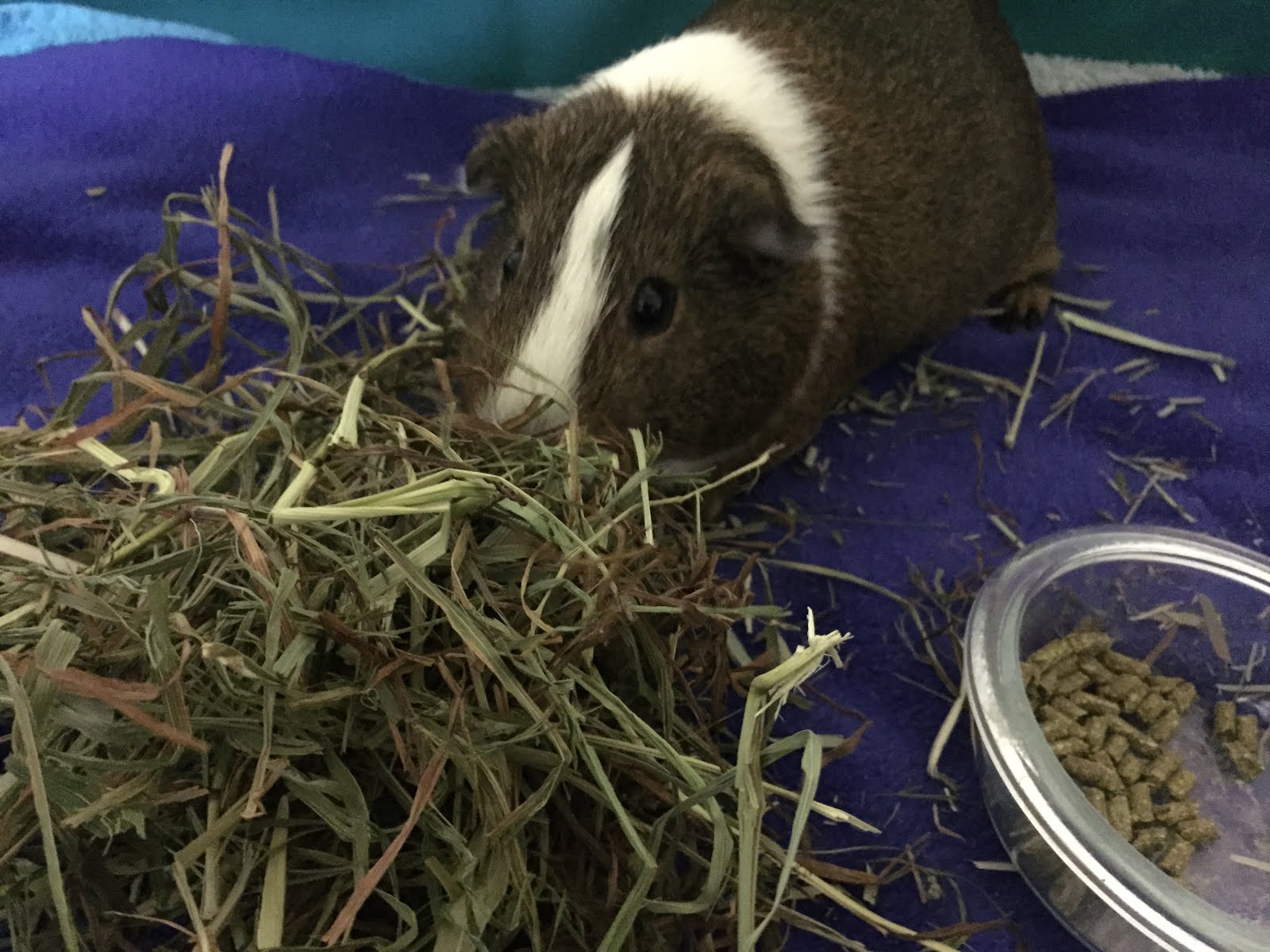 bluegrass hay for guinea pigs