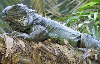 Iguana