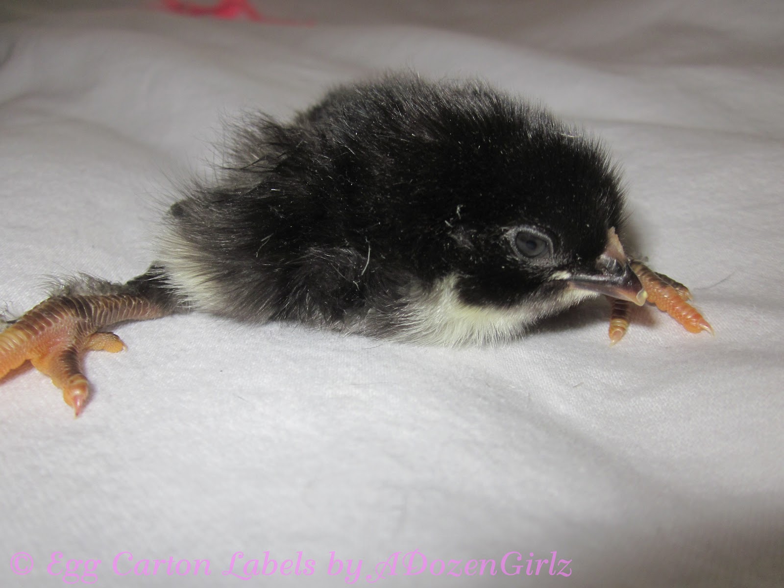 The Chicken Chick® Spraddle leg & Curled Toes Causes and Treatments