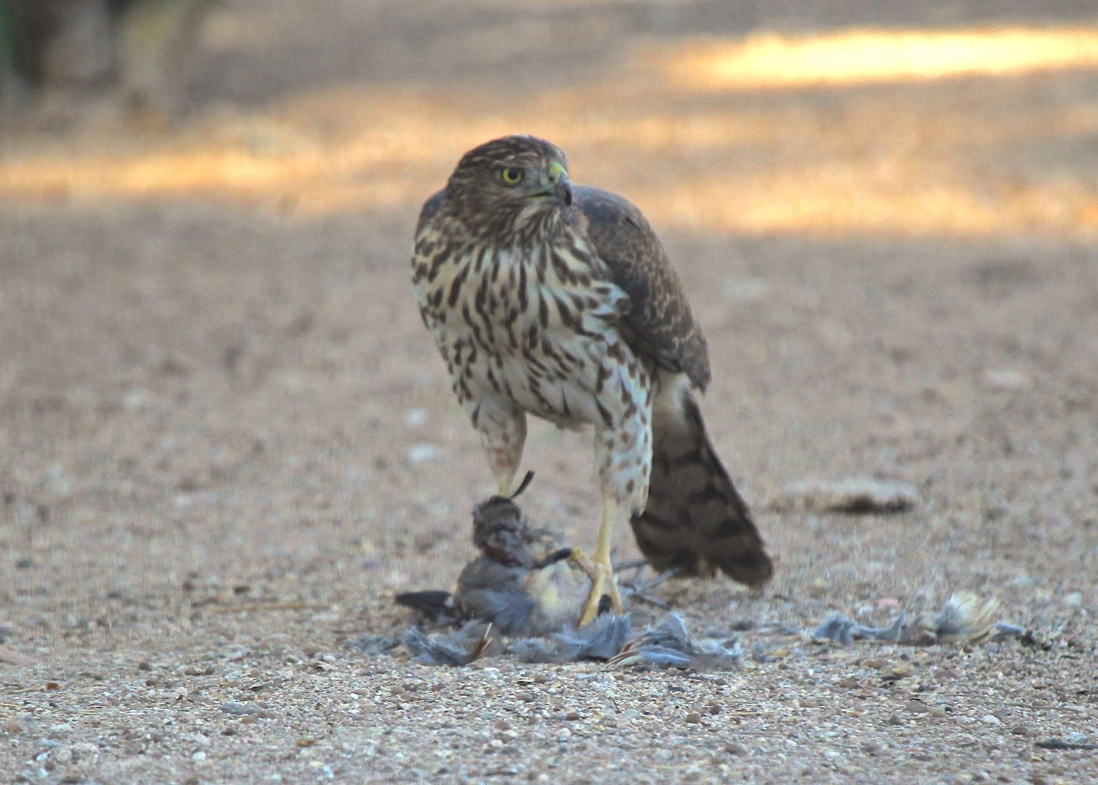 The Azure Gate Cooper's Hawk Story