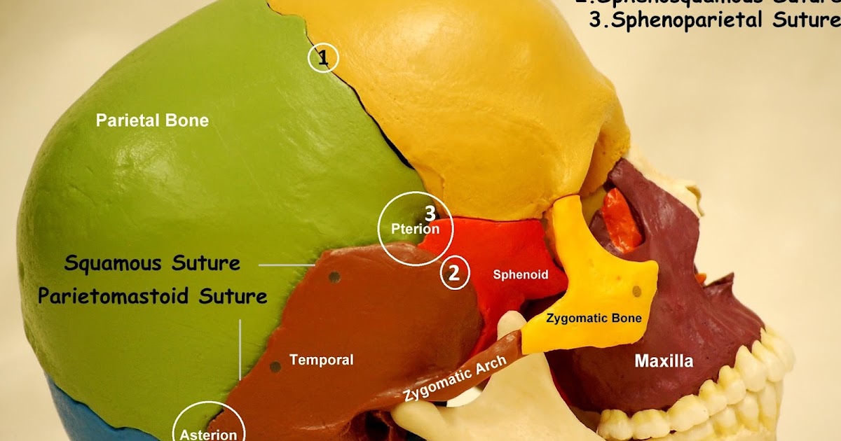 lateral view skull anatomy