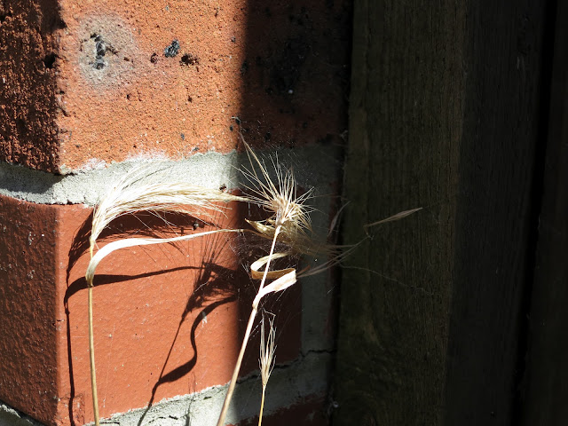 Dead, dry, grass stems from which seeds have dropped with their shadows against brick wall