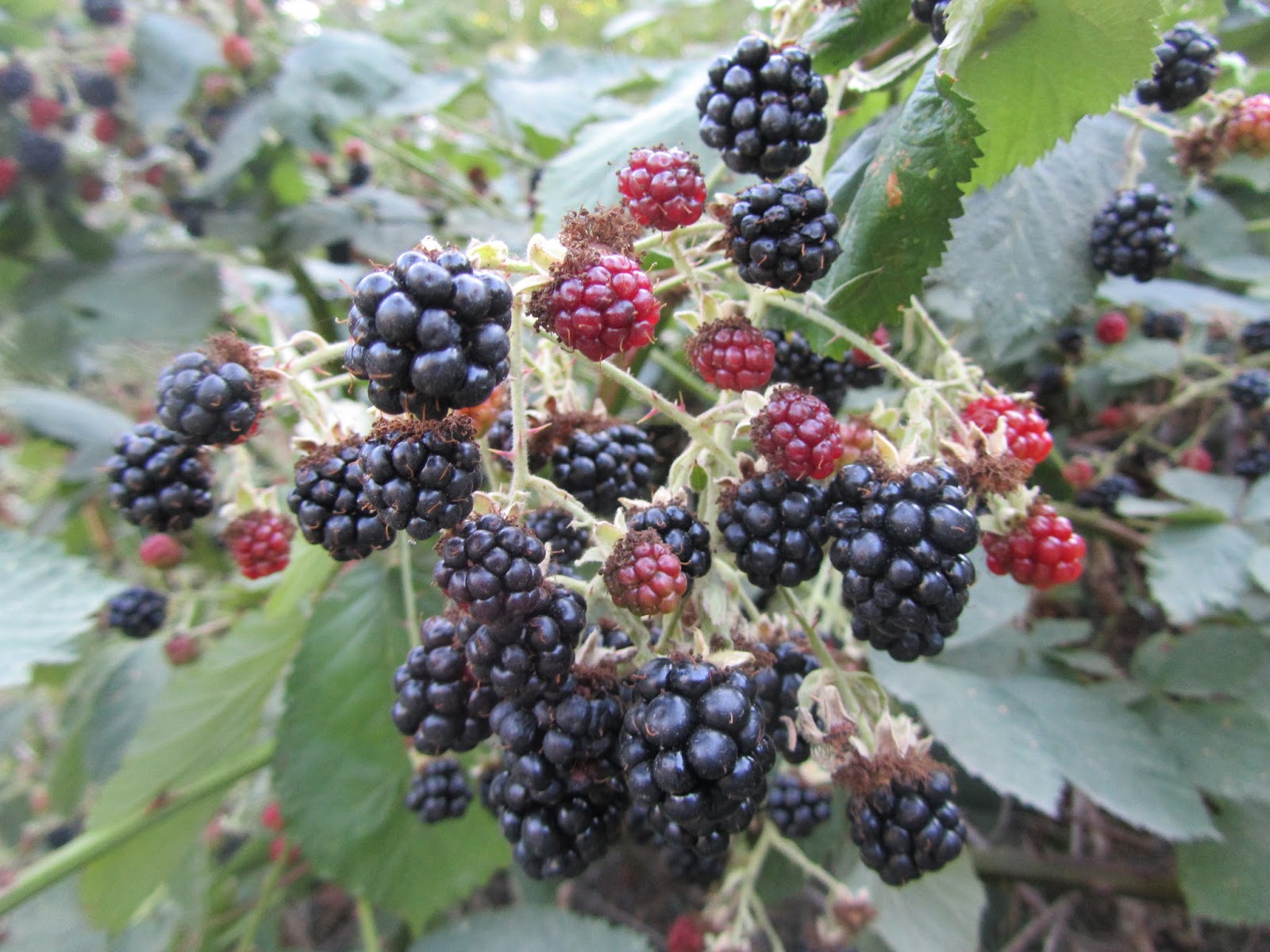 Four Hills of Squash Blackberry Time on Harvest Monday