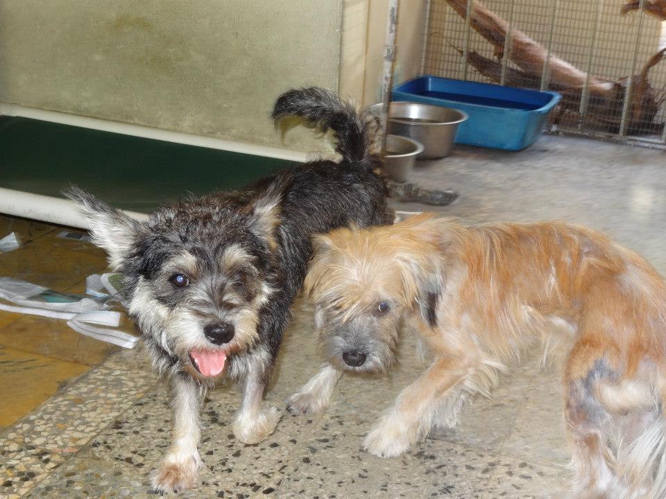 Puerto Rican Street Dog Breed Puerto Rican Street Dog Breed