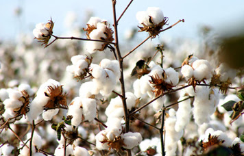 Governo pode banir a cultura do algodão em Nampula