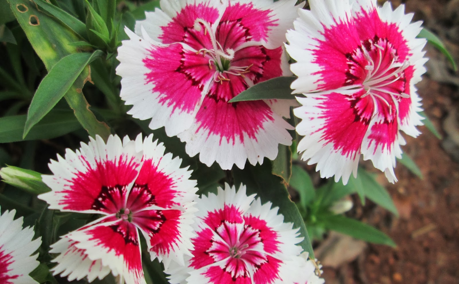 Design Green India Best Tips for Growing Dianthus at Home