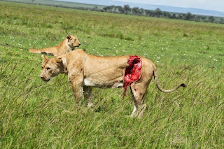 wounded lioness Siena raakt ernstig gewond op de Masai Mara