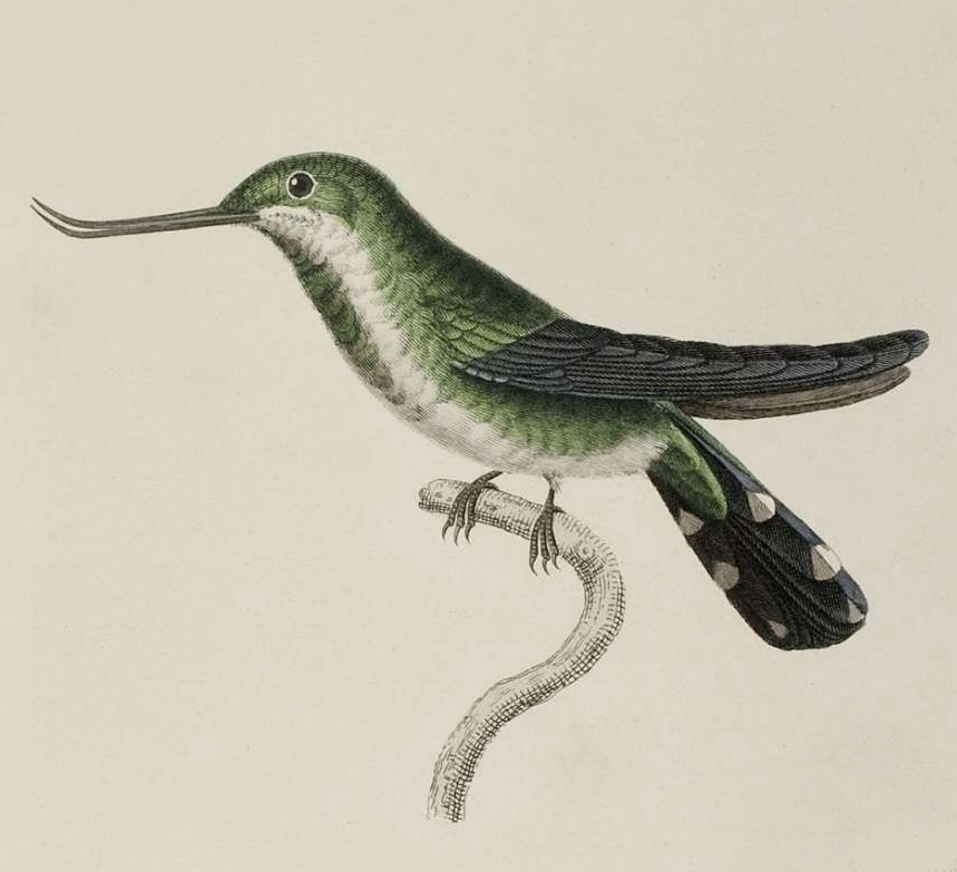 RP Lesson - ornithological illustration 1830s