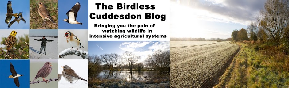 The Birdless Cuddesdon Blog