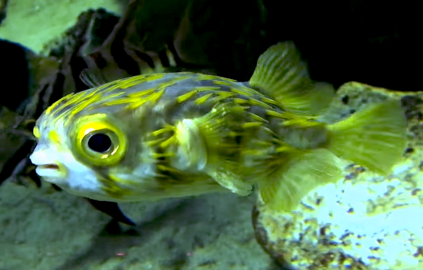 Aquarium Movies Japan Archive 生きている魚図鑑 サザングローブフィッシュ Porcupine Fish Southern Globefish Slender Spined Porcupine Fish Diodon Nichthemerus