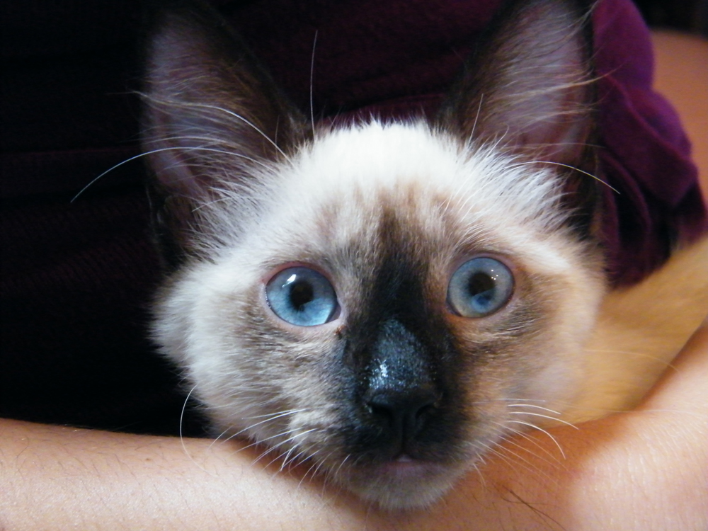 Introducing Lulu! Our new cat! A Little Bit of Everything