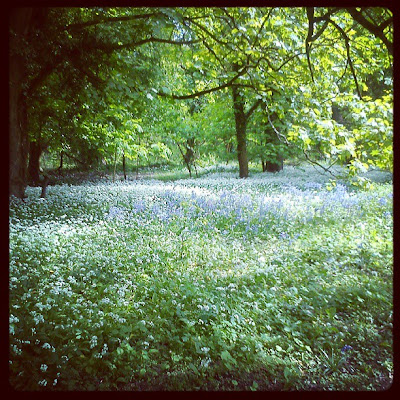 Beautiful bluebells